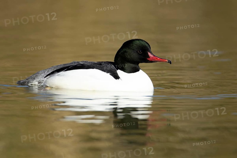 Goosander (Mergus merganser) adult male sawbill bird on a lake in winter, England, United KIngdom