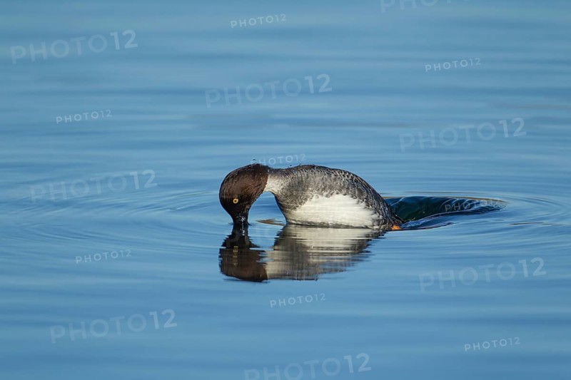 Goldeneye (Bucephala clangula) adult female duck bird diving on a lake in winter, Suffolk, England, United KIngdom