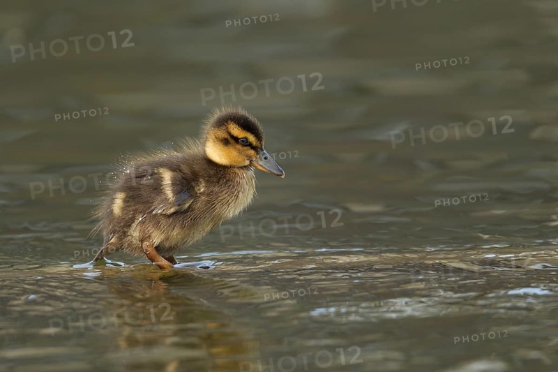 Mallard duck (Anas platyrhynchos) juvenile baby duckling bird in shallow water in spring, England, United KIngdom