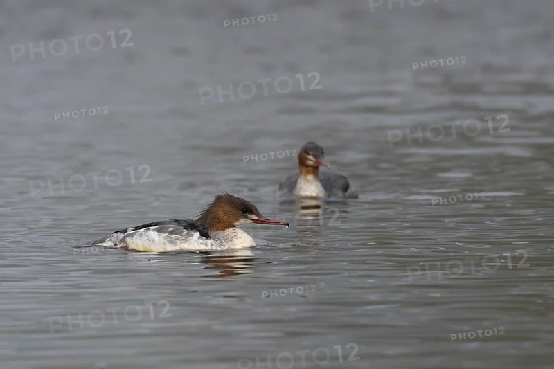 Goosander (Mergus merganser) two adult female sawbill birds on a lake in autumn, England, United KIngdom