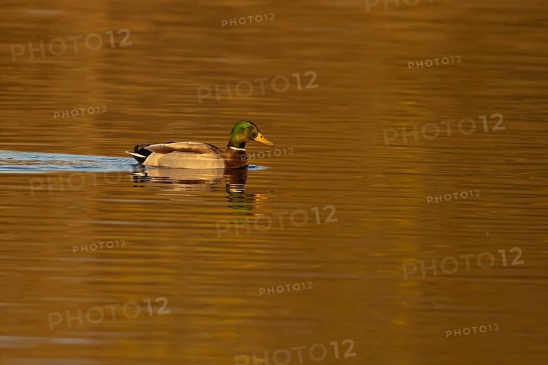 Mallard duck (Anas platyrhynchos) adult male bird on a lake, England, United KIngdom