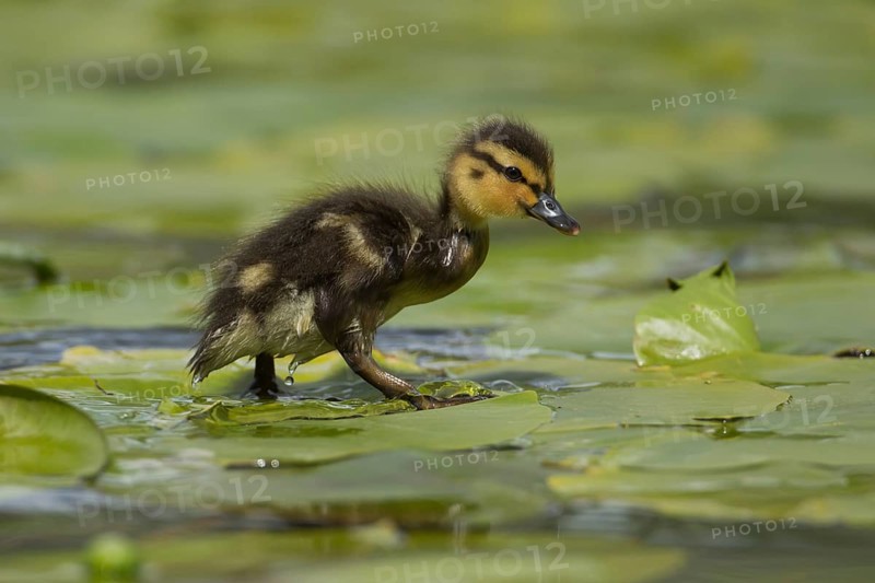 Mallard duck (Anas platyrhynchos) juvenile baby duckling bird walking on a water lily pad leaf in spring, Scotland, United KIngdom