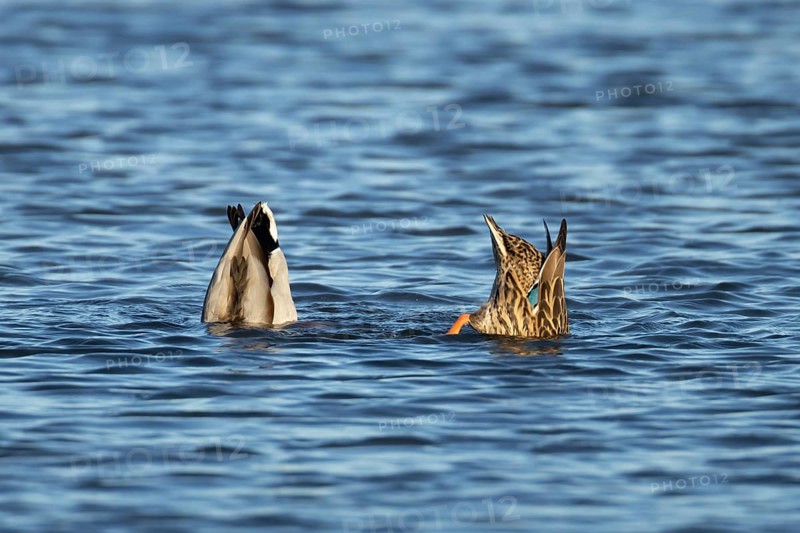 Mallard duck (Anas platyrhynchos) adult male and female two birds feeding or dabbling on a lake, England, United KIngdom
