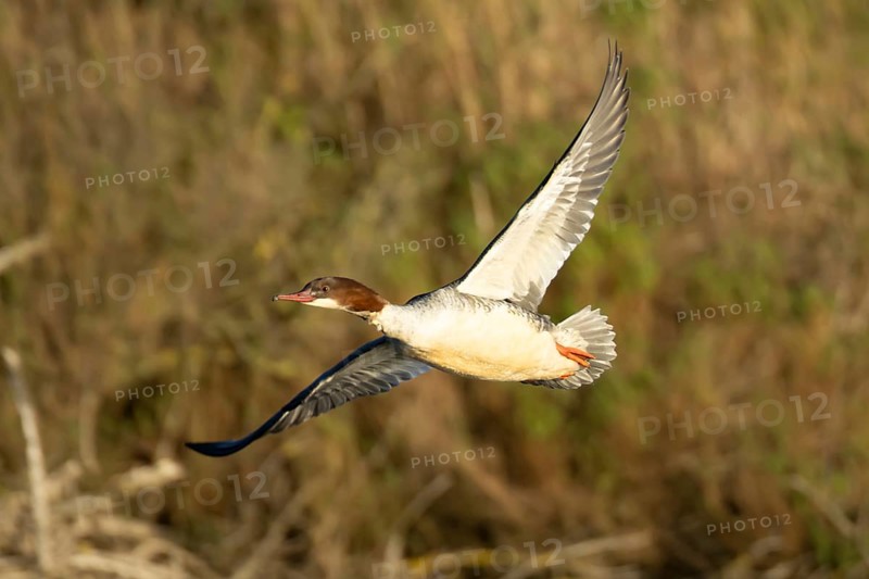 Goosander (Mergus merganser) adult female sawbill bird flying in winter, RSPB Titchwell nature reserve, Norfolk, England, United KIngdom