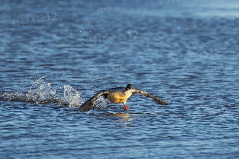 Goosander (Mergus merganser) adult female sawbill bird running on a lake in winter, RSPB Titchwell nature reserve, Norfolk, England, United KIngdom
