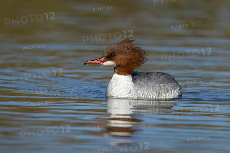 Goosander (Mergus merganser) adult female sawbill bird on a lake in winter, England, United KIngdom