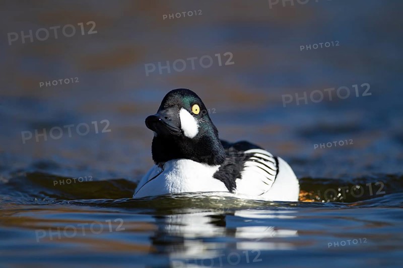 Goldeneye (Bucephala clangula) adult male duck bird on a lake, England, United KIngdom