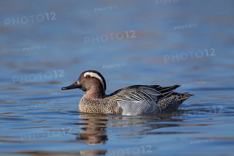 Garganey duck (Spatula querquedula) adult male bird on a lake in spring, England, United KIngdom