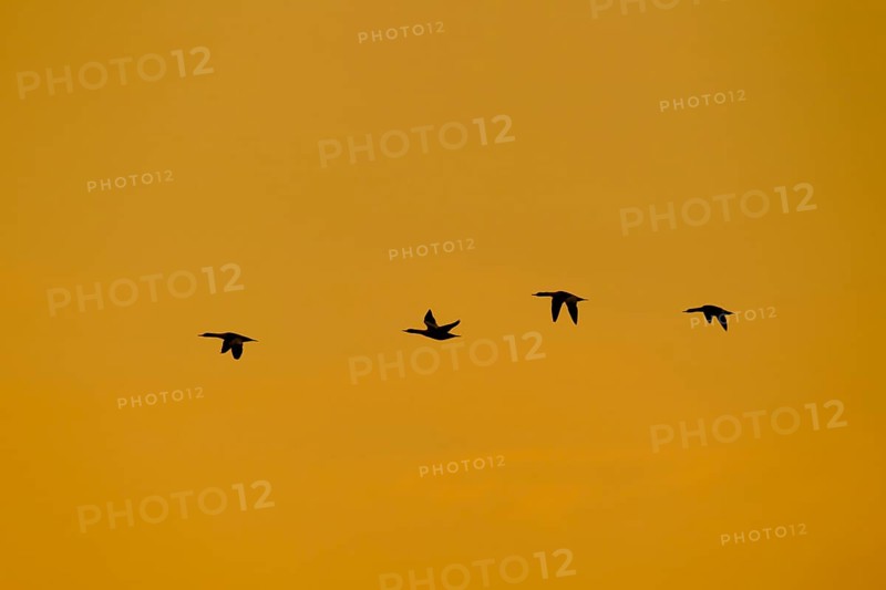 Goosander (Mergus merganser) four adult sawbill birds in flight silhouette at sunset in winter, Suffolk, England, United KIngdom