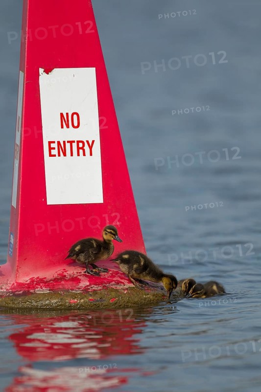 Mallard duck (Anas platyrhynchos) juvenile baby duckling birds on a no entry sign on a river in spring, England, United KIngdom