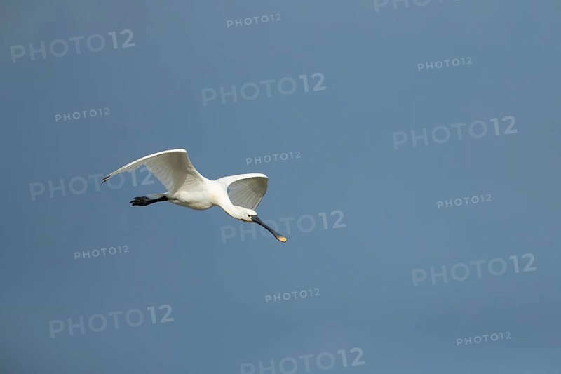 Eurasian spoonbill (Platalea leucorodia) adult bird in flight, RSPB Frampton marsh nature reserve, Lincolnshire, England, United KIngdom