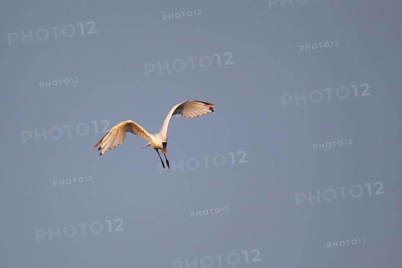 Eurasian spoonbill (Platalea leucorodia) adult bird in flight, RSPB Minsmere nature reserve, Suffolk, England, United KIngdom