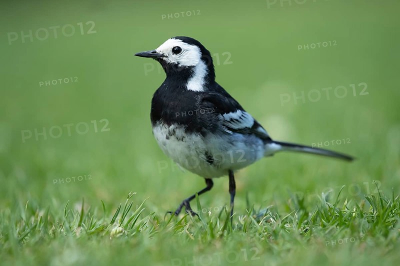 Pied wagtail (Motacilla alba) adult bird walking on a garden grass lawn, England, United KIngdom