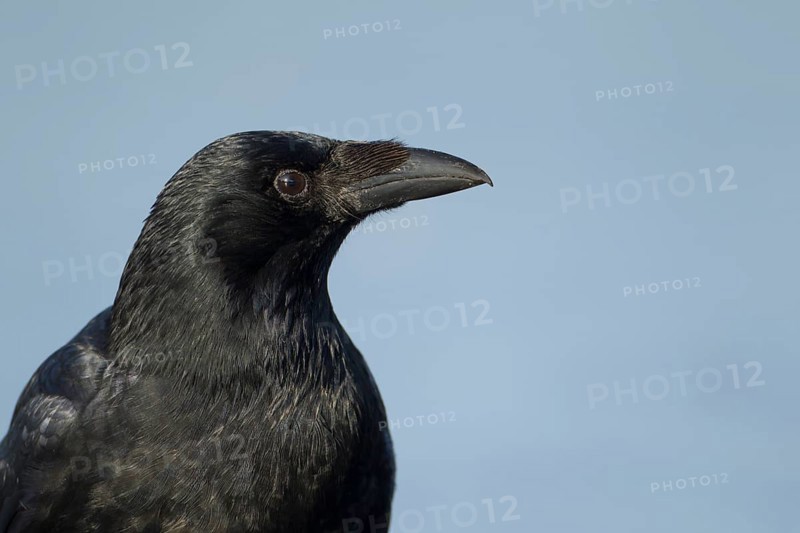 Carrion crow (Corvus corone) adult corvid bird head portrait, England, United KIngdom