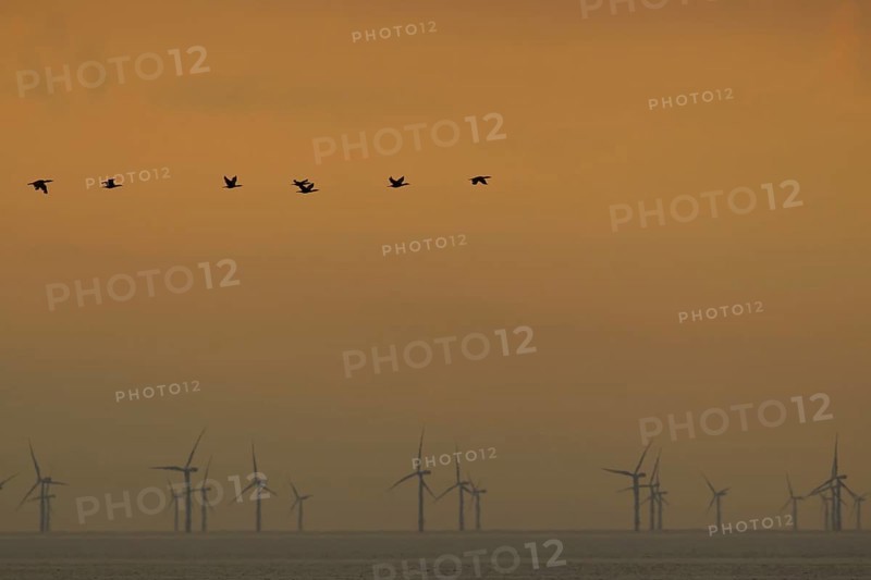 Great cormorant (Phalacroccorax carbo) adult birds flying in formation over the sea silhouette at sunset with wind turbines of an offshore windfarm in the background, Norfolk, England, United KIngdom