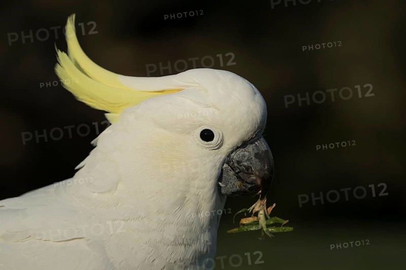 Sulphur-crested cockatoo (Cacatua galerita) adult bird head portrait, Sydney, Australia