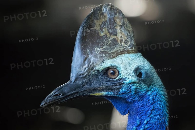 Southern cassowary (Casuarius casuarius) adult bird head portrait, Australia