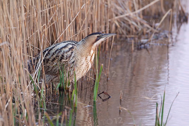 Eurasian or Great bittern (Botaurus stellaris) adult heron bird on the edge of a reed bed, RSPB Minsmere nature reserve, Suffolk, England, United KIngdom