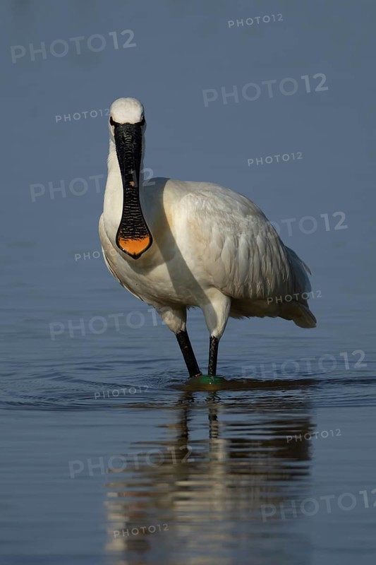 Eurasian spoonbill (Platalea leucorodia) adult bird in a shallow lagoon, RSPB Minsmere nature reserve, Suffolk, England, United KIngdom