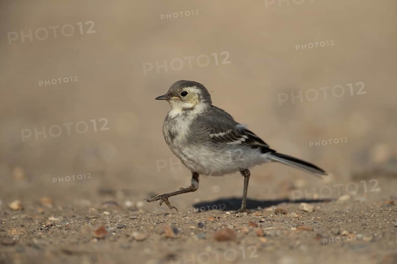 Pied wagtail (Motacilla alba) juvenile bird walking on soil in spring, Suffolk, England, United KIngdom