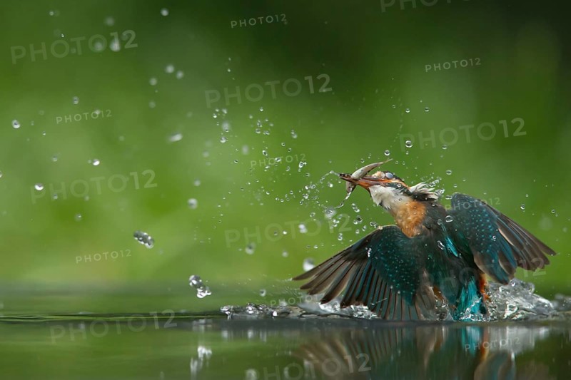Common kingfisher (Alcedo atthis) adult female bird emerging from the water of a river with a minnow fish for food in its beak, England, United KIngdom