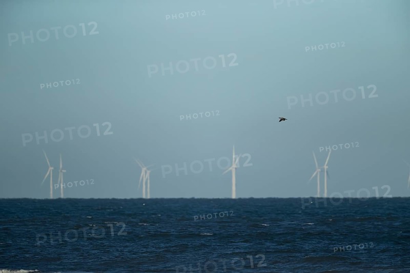 Great cormorant (Phalacroccorax carbo) adult bird flying over the sea with wind turbines of an offshore windfarm in the background, Norfolk, England, United KIngdom