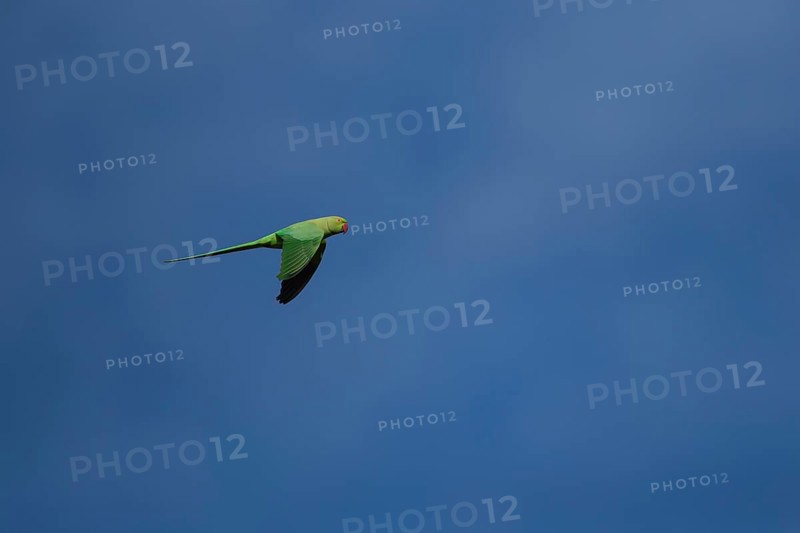 Ring-necked or Rose-ringed parakeet (Psittacula krameri) adult parrot bird flying, London, England, United Kingdom