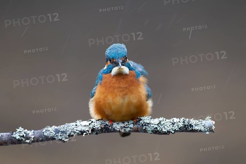 Common kingfisher (Alcedo atthis) adult male bird on a tree branch in a rain shower, England, United KIngdom