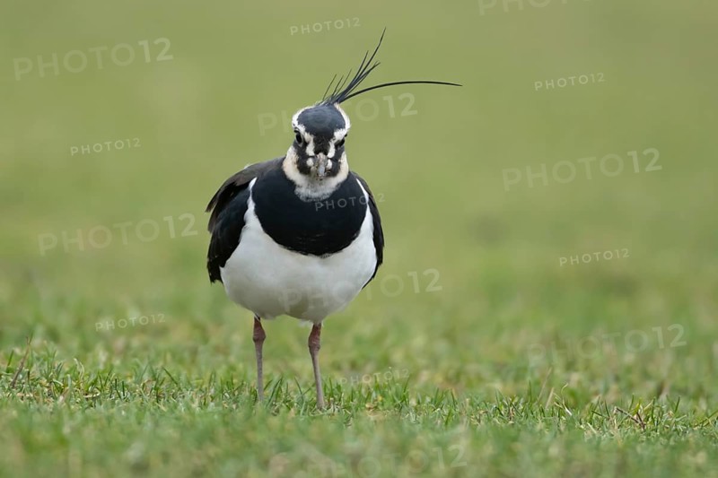 Northern lapwing or Green plover (Vanellus vanellus) adult wading bird on a grass field, RSPB Frampton marsh nature reserve, Lincolnshire, England, United KIngdom