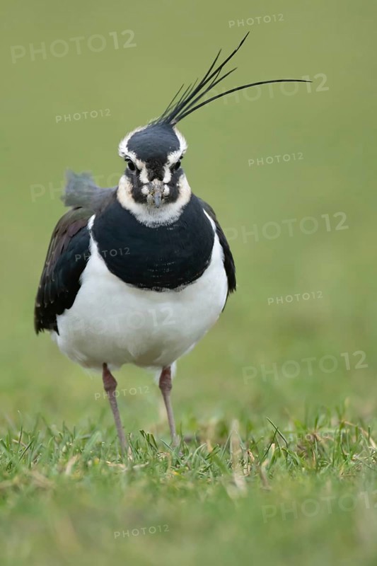 Northern lapwing or Green plover (Vanellus vanellus) adult wading bird on a grass field, RSPB Frampton marsh nature reserve, Lincolnshire, England, United KIngdom