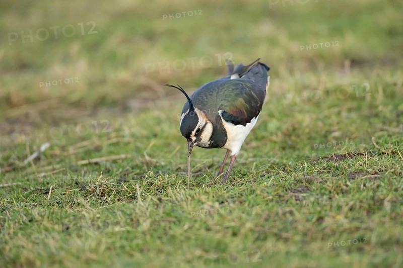 Northern lapwing or Green plover (Vanellus vanellus) adult wading bird pulling a worm from a grass field, RSPB Frampton marsh nature reserve, Lincolnshire, England, United KIngdom