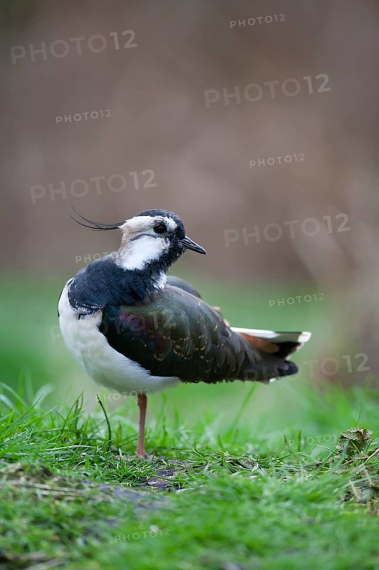 Northern lapwing or Green plover (Vanellus vanellus) adult wading bird in a grass field, England, United KIngdom