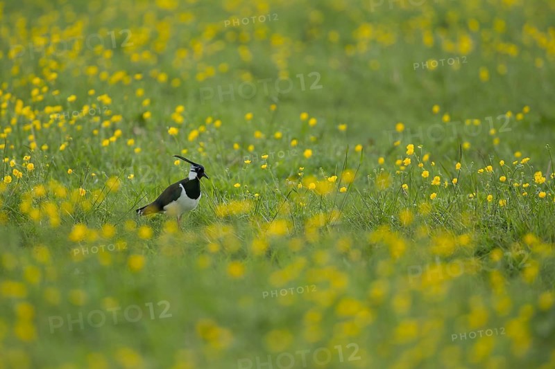 Northern lapwing or Green plover (Vanellus vanellus) adult wading bird on a grass meadow with buttercup flowers in spring, RSPB Frampton marsh nature reserve, Lincolnshire, England, United KIngdom