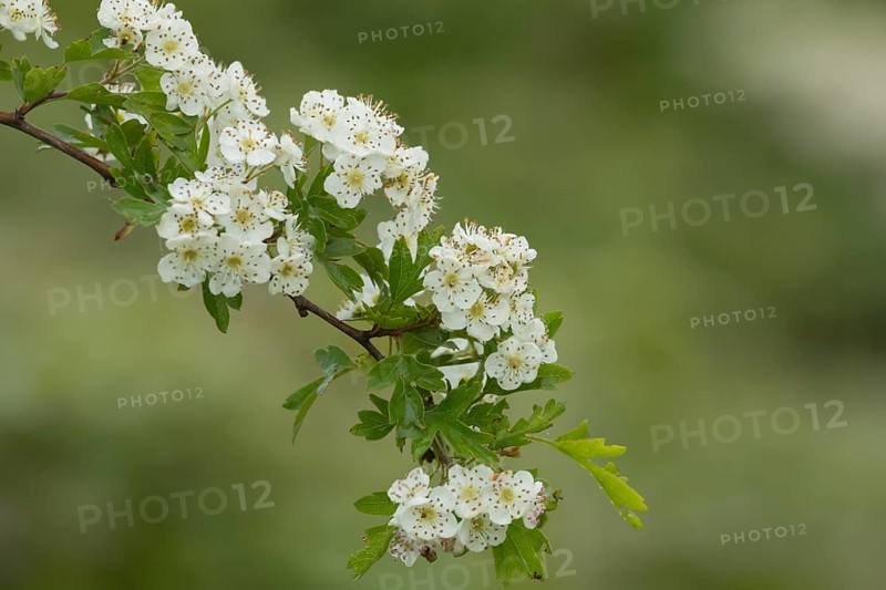 Hawthorn (Crataegus monogyna) blossom flowers on a tree branch in spring, Suffolk, England, United Kingdom