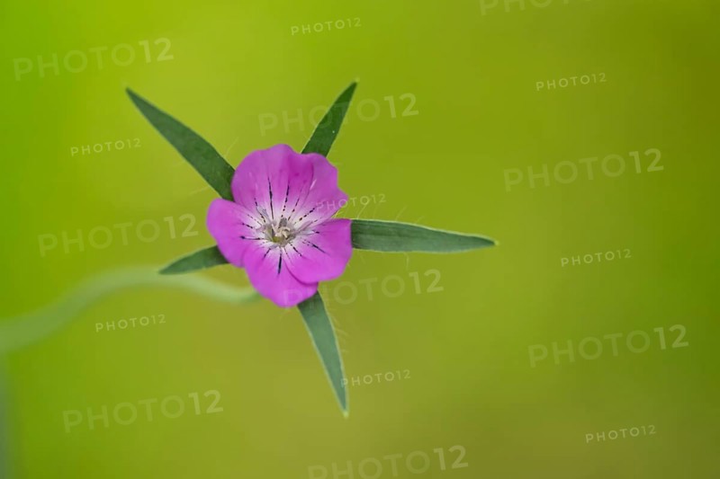 Common corncockle (Agrostemma githago) single wildflower flower in summer, Suffolk, England, United Kingdom