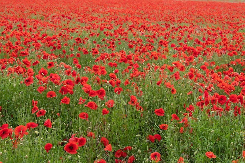 Common field poppy (Papaver rhoeas) red wildflower poppies flowers in a poppyfield, Suffolk, England, United Kingdom