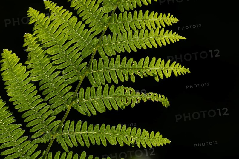 Bracken (Pteridium aquilinum) plant frond or leaves backlit, Suffolk, England, United Kingdom