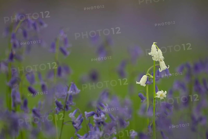 English bluebell (Hyacinthoides non-scripta) single white wildflower flower amongst a carpet of blue flowers in a spring woodland, Suffolk, England, United Kingdom
