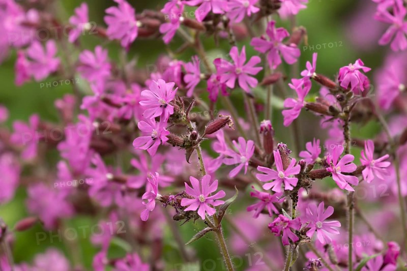 Red campion (Silene dioica) flowers in spring, Suffolk, England, United Kingdom