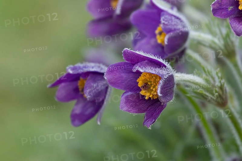Pasqueflower (Pulsatilla vulgaris) flowers with dew drops in spring, Suffolk, England, United Kingdom