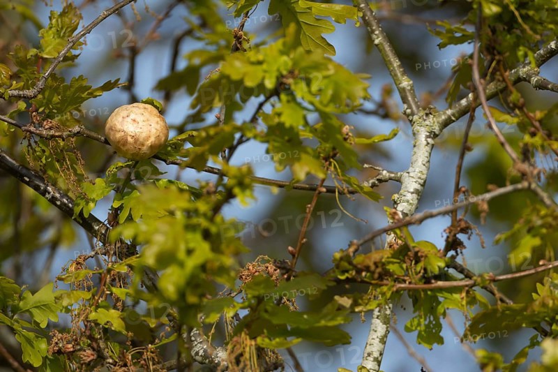 Gall on an English oak tree (Quercus robur), Suffolk, England, United Kingdom