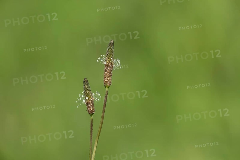 Ribwort plantain (Plantago lanceolata) two flower spikes in summer, Suffolk, England, United Kingdom