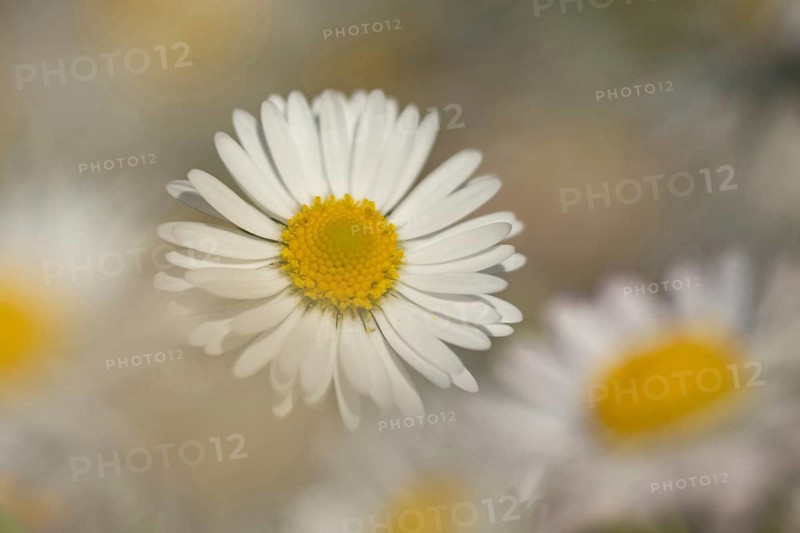 Common daisy (Bellis perennis) flower, Suffolk, England, United Kingdom