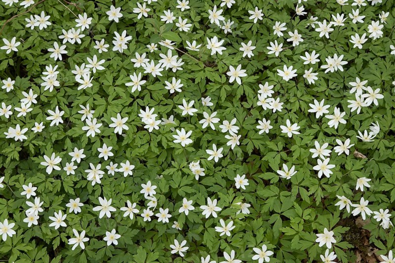 Wood anemone (Anemone nemorosa) wildflower flowers in a spring woodland, Suffolk, England, United Kingdom