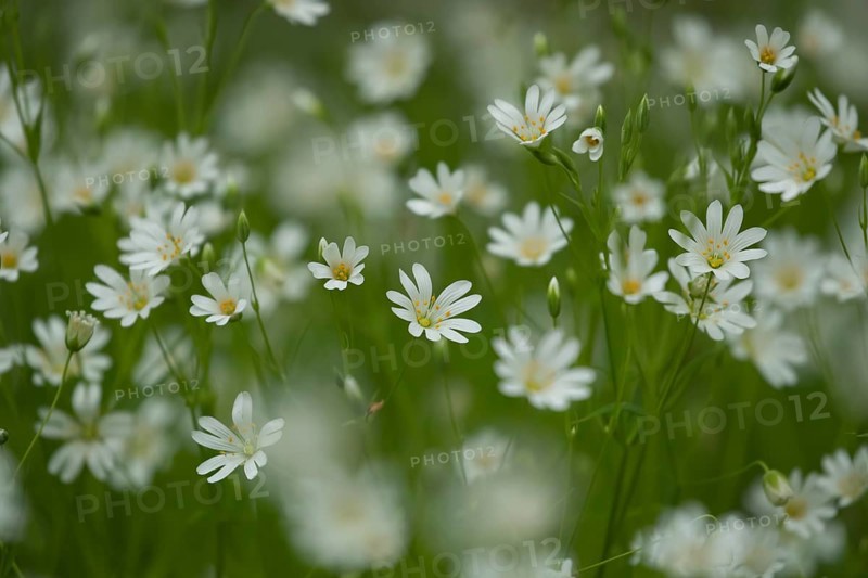 Greater stitchwort (Stellaria holostea) wildflower flowers in a spring woodland, Suffolk, England, United Kingdom