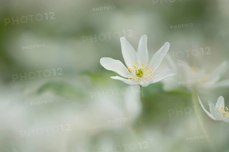 Wood anemone (Anemone nemorosa) wildflower flower in a spring woodland, Suffolk, England, United Kingdom