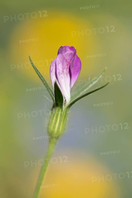 Common corncockle (Agrostemma githago) single wildflower flower in summer, Suffolk, England, United Kingdom