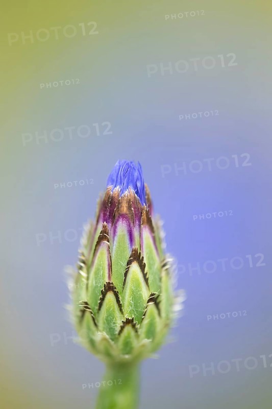 Common cornflower (Centaurea cyanus) single blue wildflower flower in summer, Suffolk, England, United Kingdom