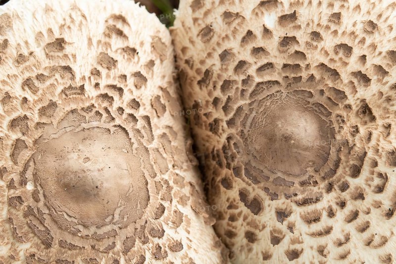 Parasol mushroom (Macrolepiota procera) close up the top of two fungi, Suffolk, England, United Kingdom