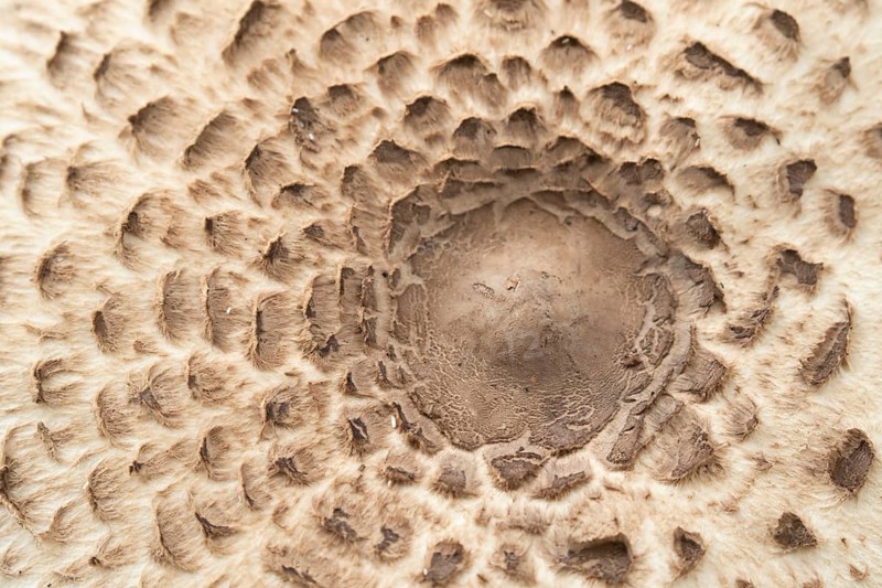 Parasol mushroom (Macrolepiota procera) close up of the top of a single fungi, Suffolk, England, United Kingdom